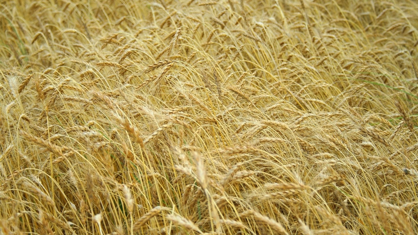 Wheat wallpaper (4) #17 - 1366x768