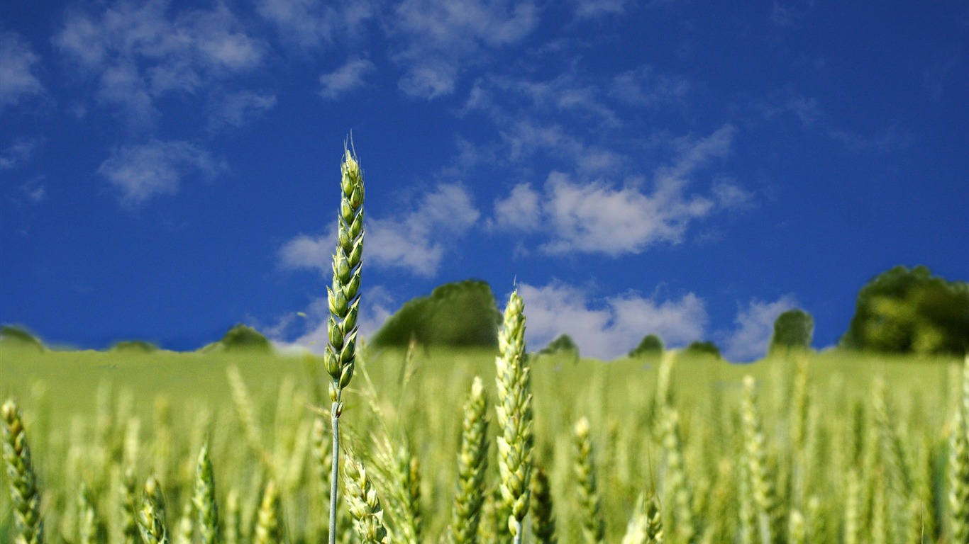 Wheat wallpaper (4) #19 - 1366x768