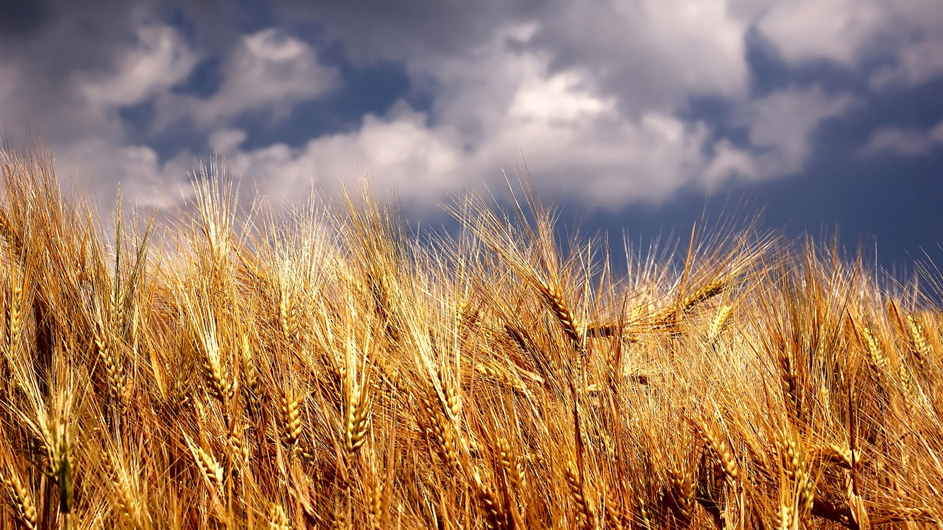 Wheat wallpaper (4) #20 - 1366x768