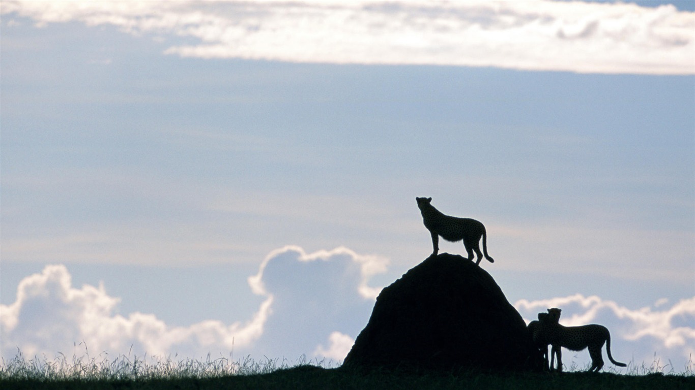 Animal Widescreen Wallpapers Collection (9) #4 - 1366x768