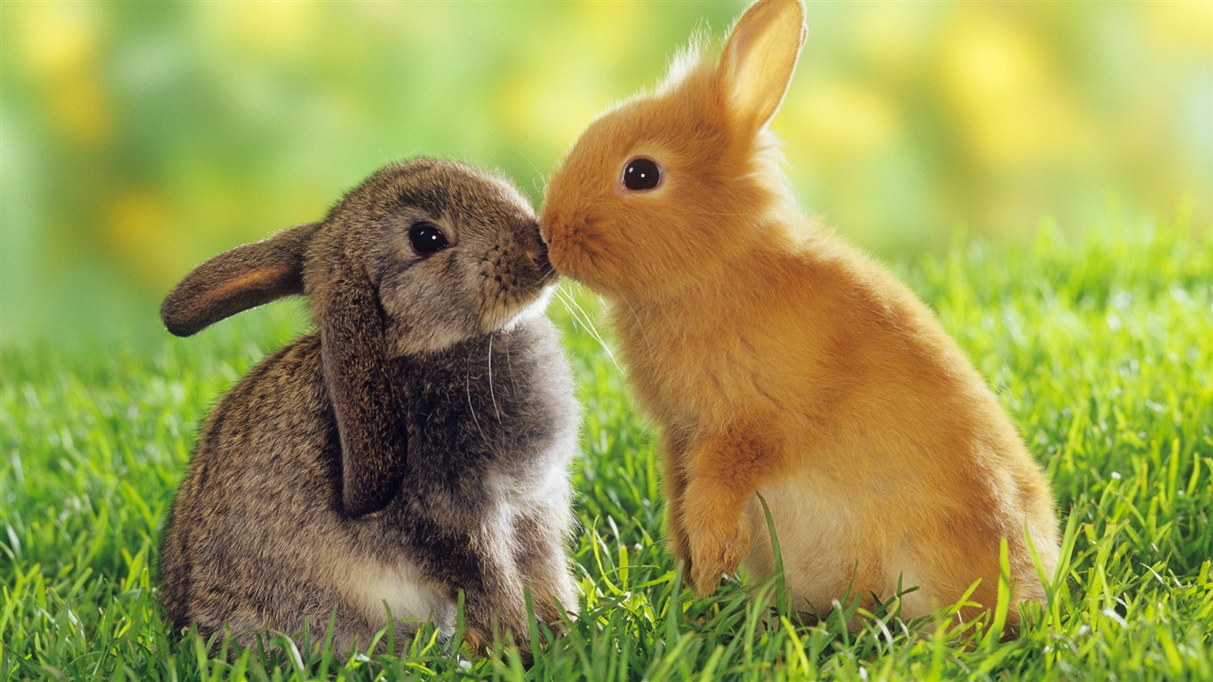 Animal Widescreen Wallpapers Collection (10) #1 - 1366x768