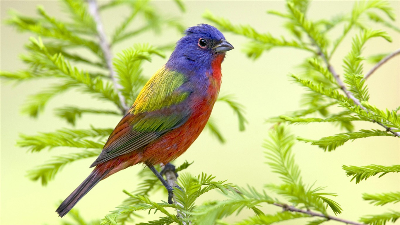 動物寬屏壁紙合集 (十) #8 - 1366x768