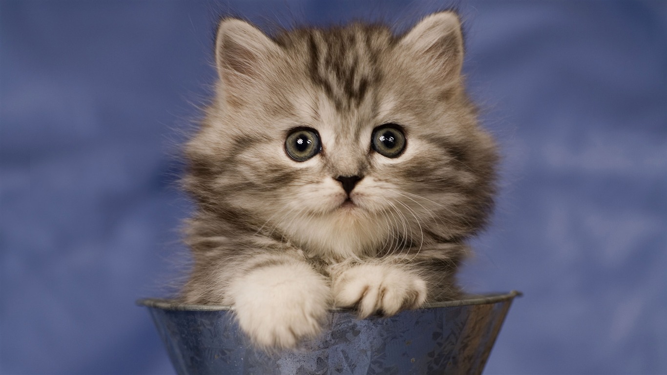 Animal Widescreen Wallpapers Collection (10) #16 - 1366x768