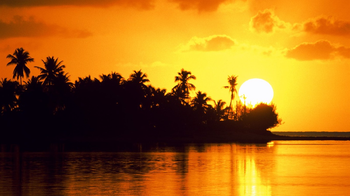 Fond d'écran Palm arbre coucher de soleil (2) #1 - 1366x768