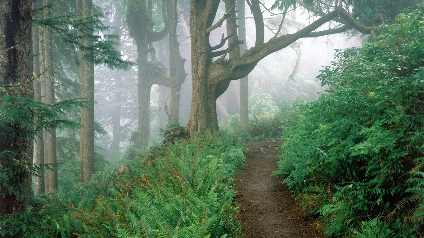 樹木植物 壁紙(一) #3 - 1366x768