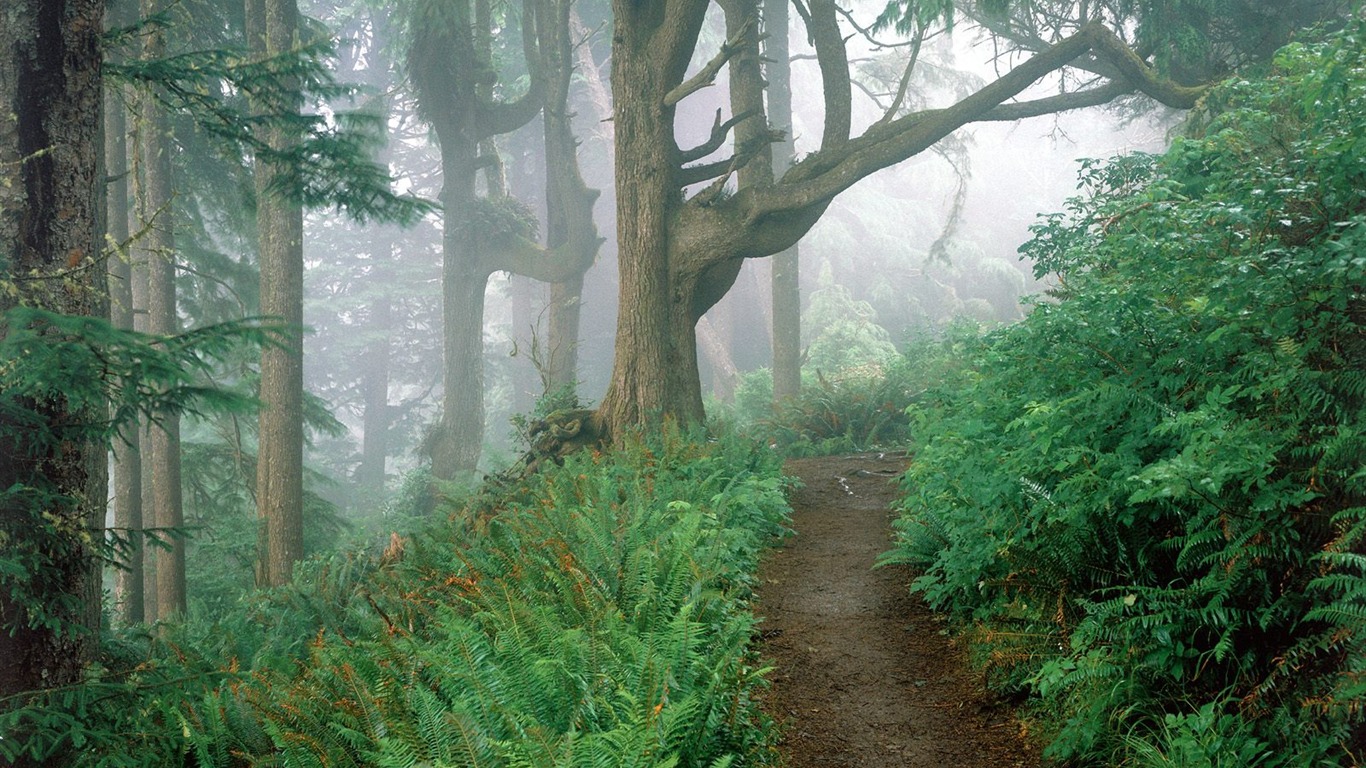 树木植物 壁纸(一)3 - 1366x768