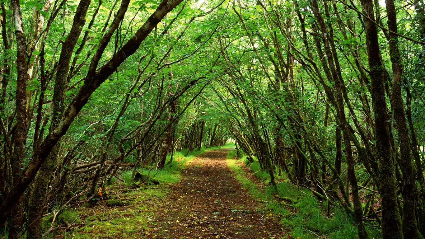 树木植物 壁纸(一)7 - 1366x768