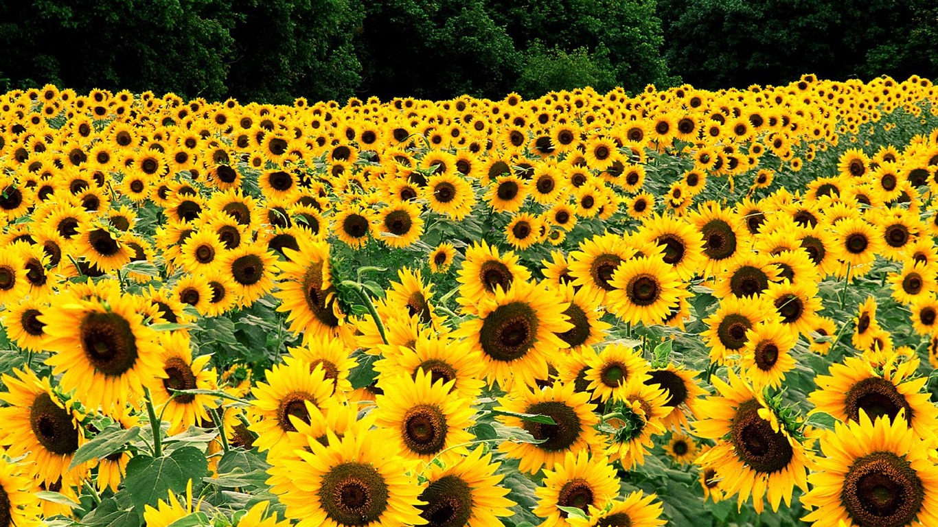 Zasadit stromy, tapety (1) #11 - 1366x768
