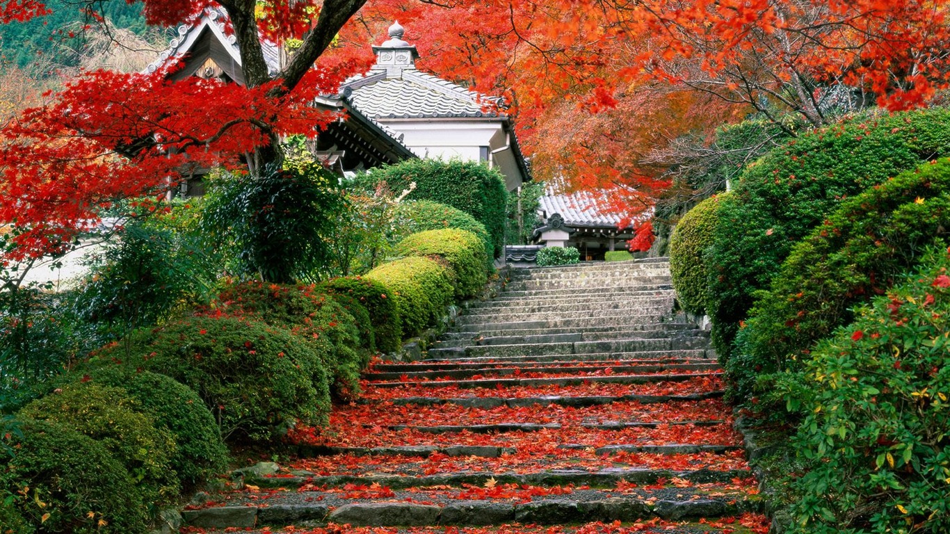 树木植物 壁纸(一)12 - 1366x768