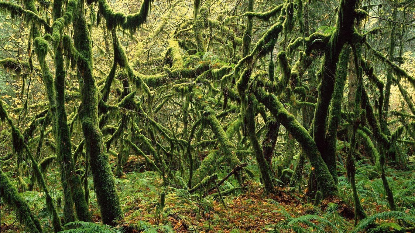 Planter des arbres fonds d'écran (1) #15 - 1366x768