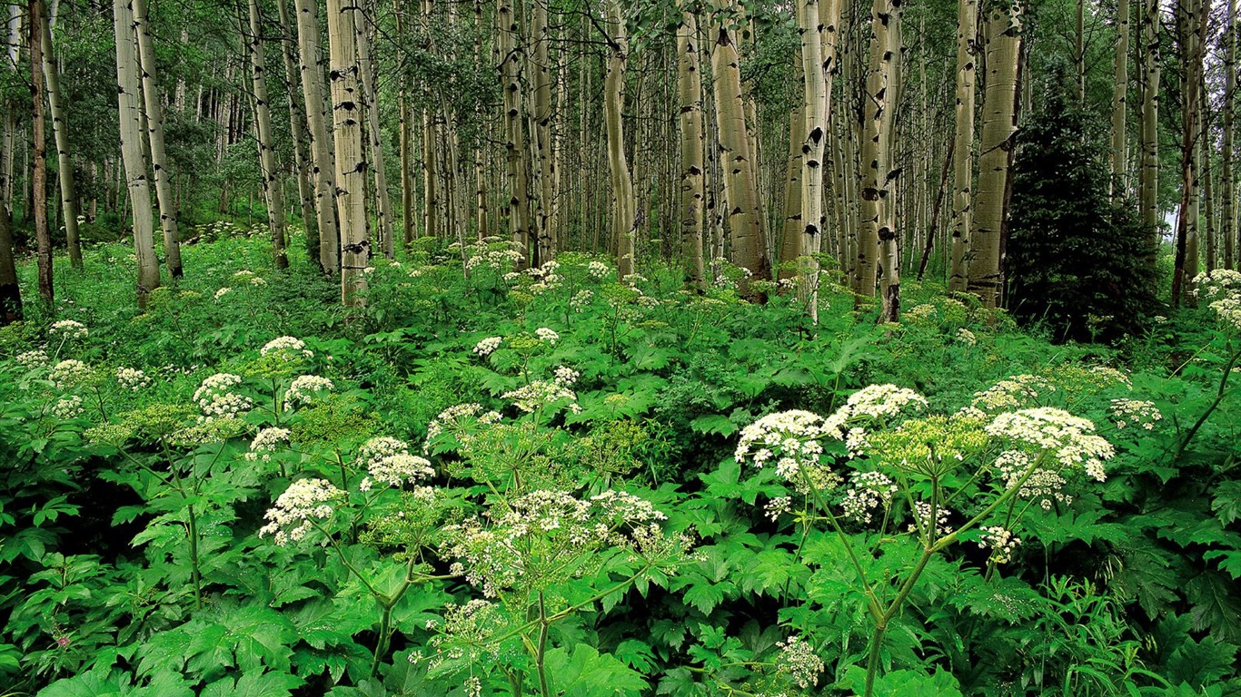 树木植物 壁纸(一)20 - 1366x768