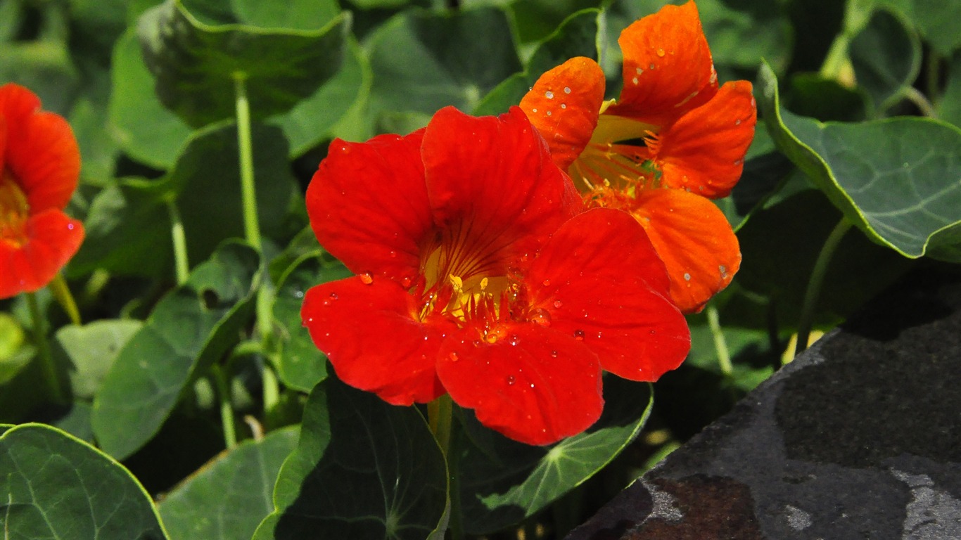 Reveal fragrant flowers (old Kang OK works) #6 - 1366x768