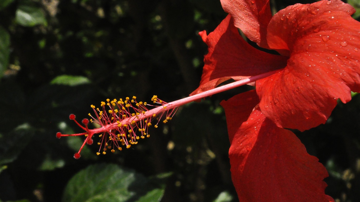 Reveal fragrant flowers (old Kang OK works) #17 - 1366x768