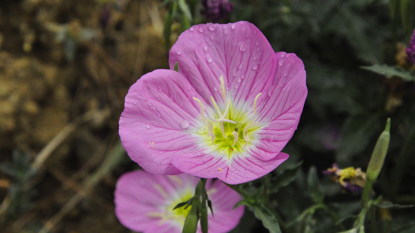 Reveal fragrant flowers (old Kang OK works) #24 - 1366x768