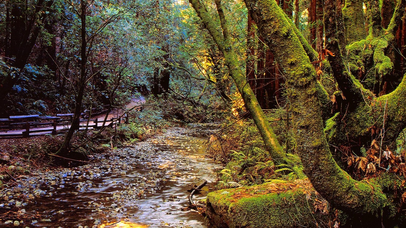 Plant trees wallpaper (2) #6 - 1366x768
