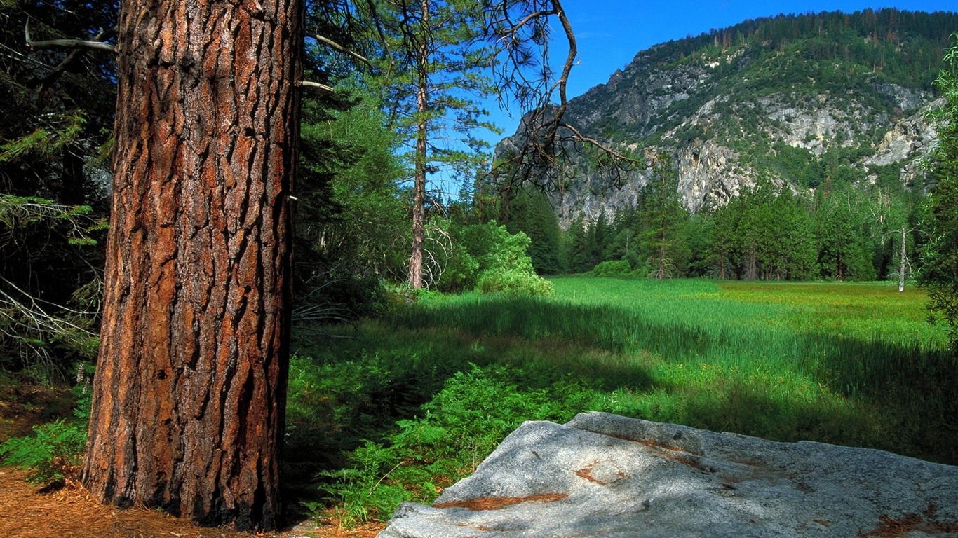 Zasadit stromy, tapety (2) #15 - 1366x768