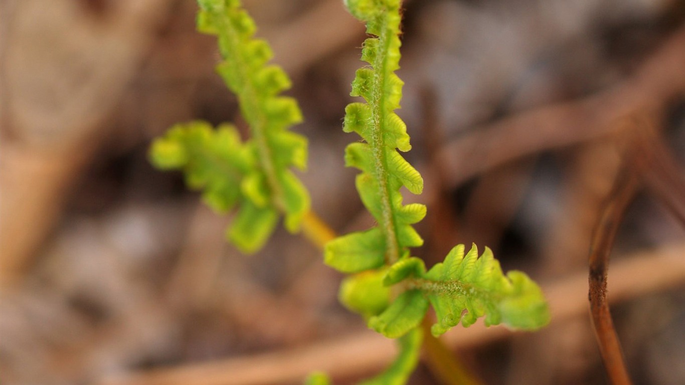 E500植物特寫 (tjkdplayer作品) #3 - 1366x768