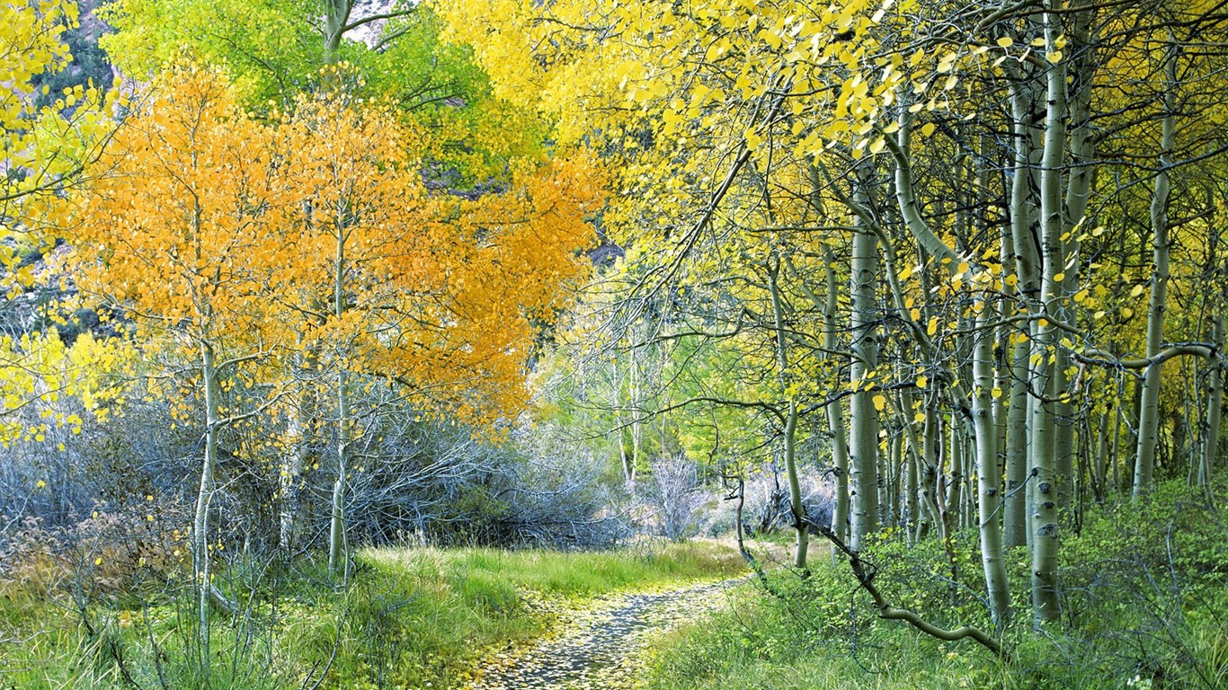 Planter des arbres fonds d'écran (3) #3 - 1366x768