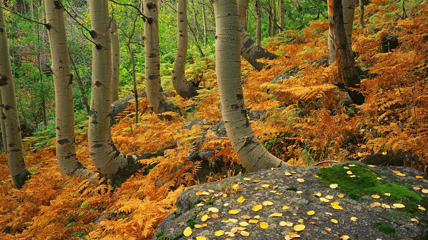 Planter des arbres fonds d'écran (3) #7 - 1366x768