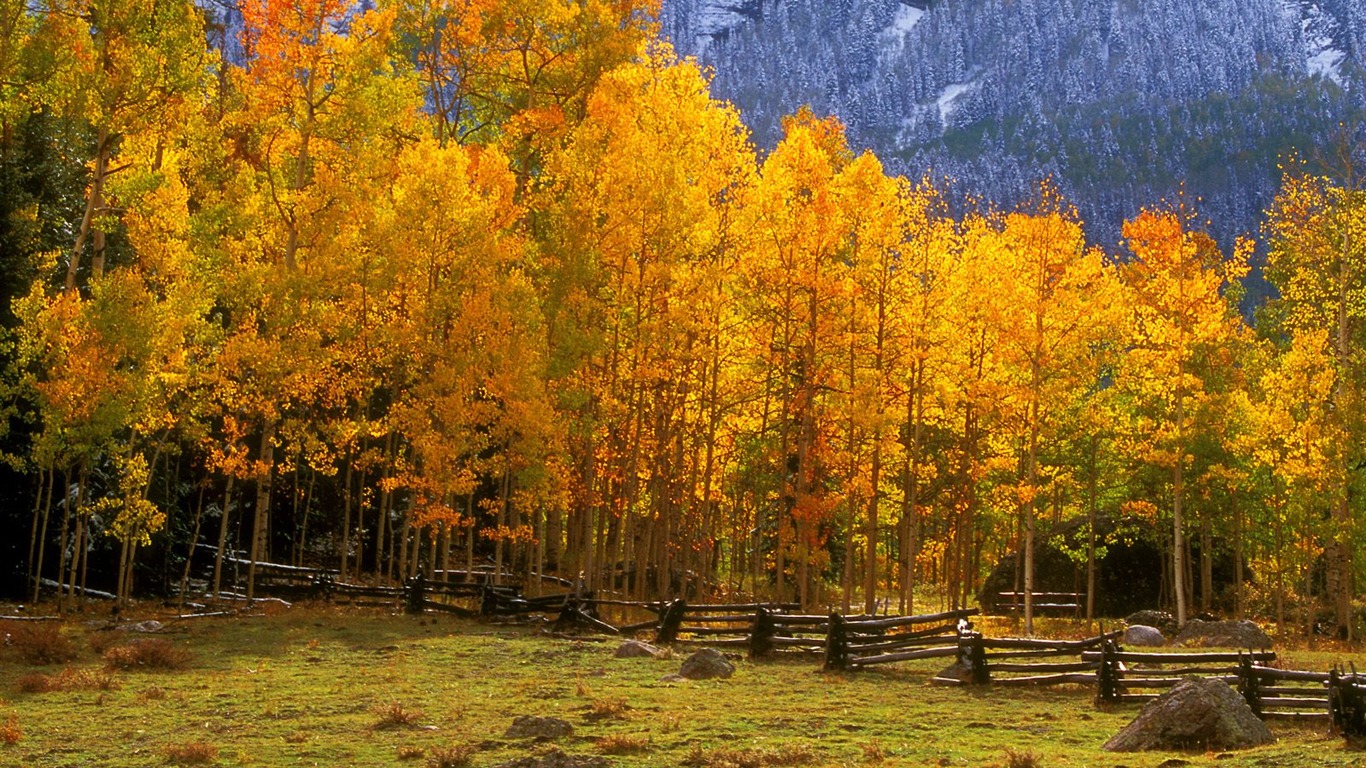 Planter des arbres fonds d'écran (3) #10 - 1366x768