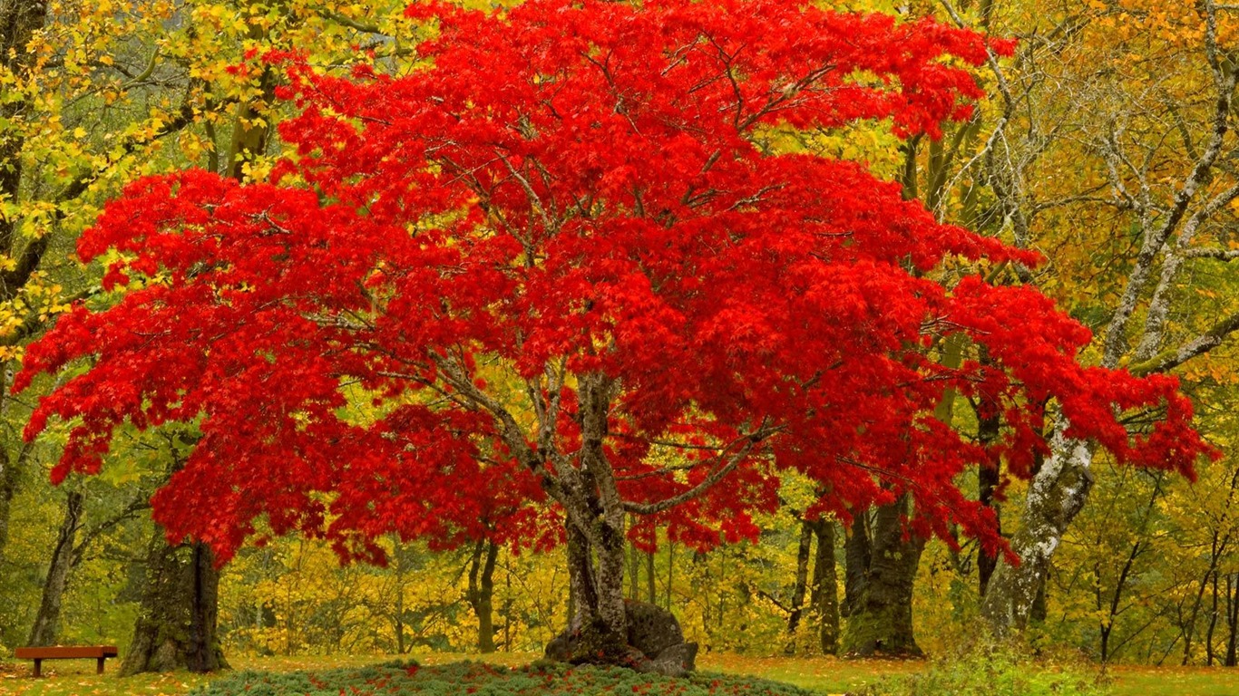 Planter des arbres fonds d'écran (3) #11 - 1366x768