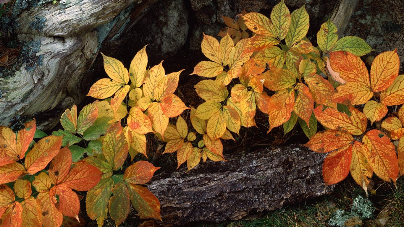 Planter des arbres fonds d'écran (3) #12 - 1366x768