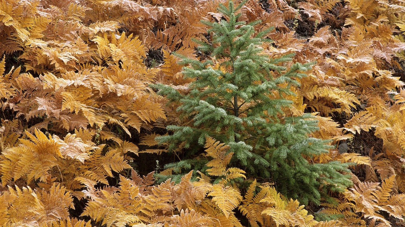 Planter des arbres fonds d'écran (3) #13 - 1366x768