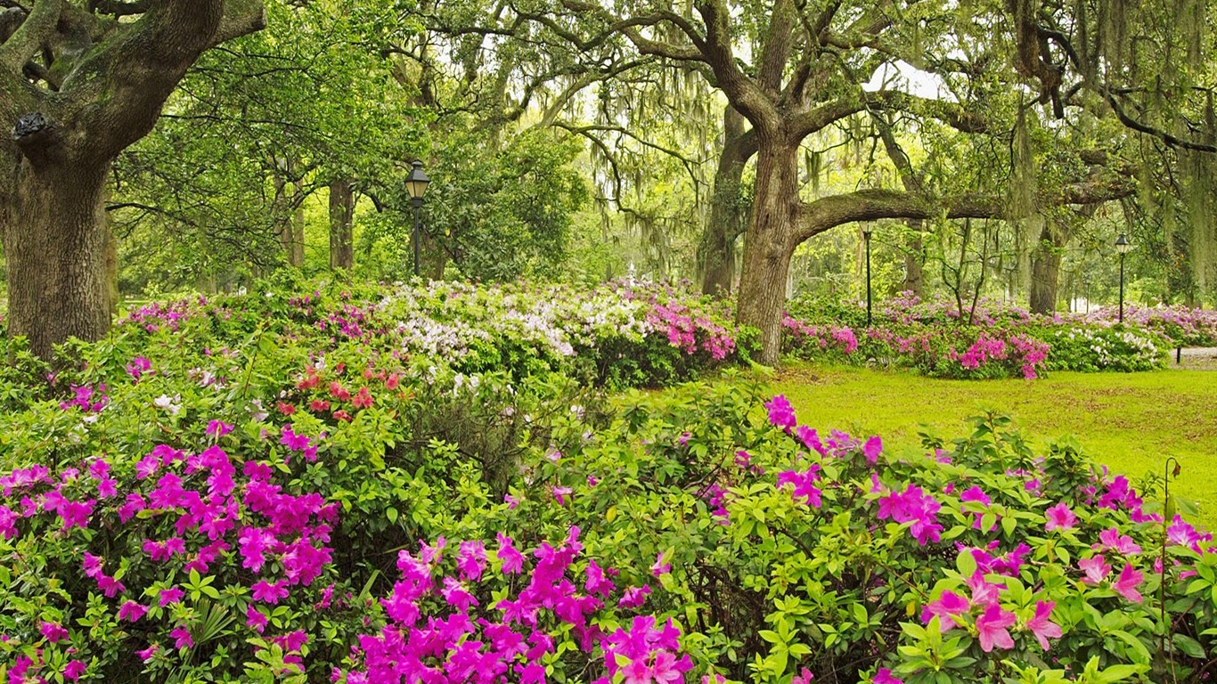 Planter des arbres fonds d'écran (3) #14 - 1366x768