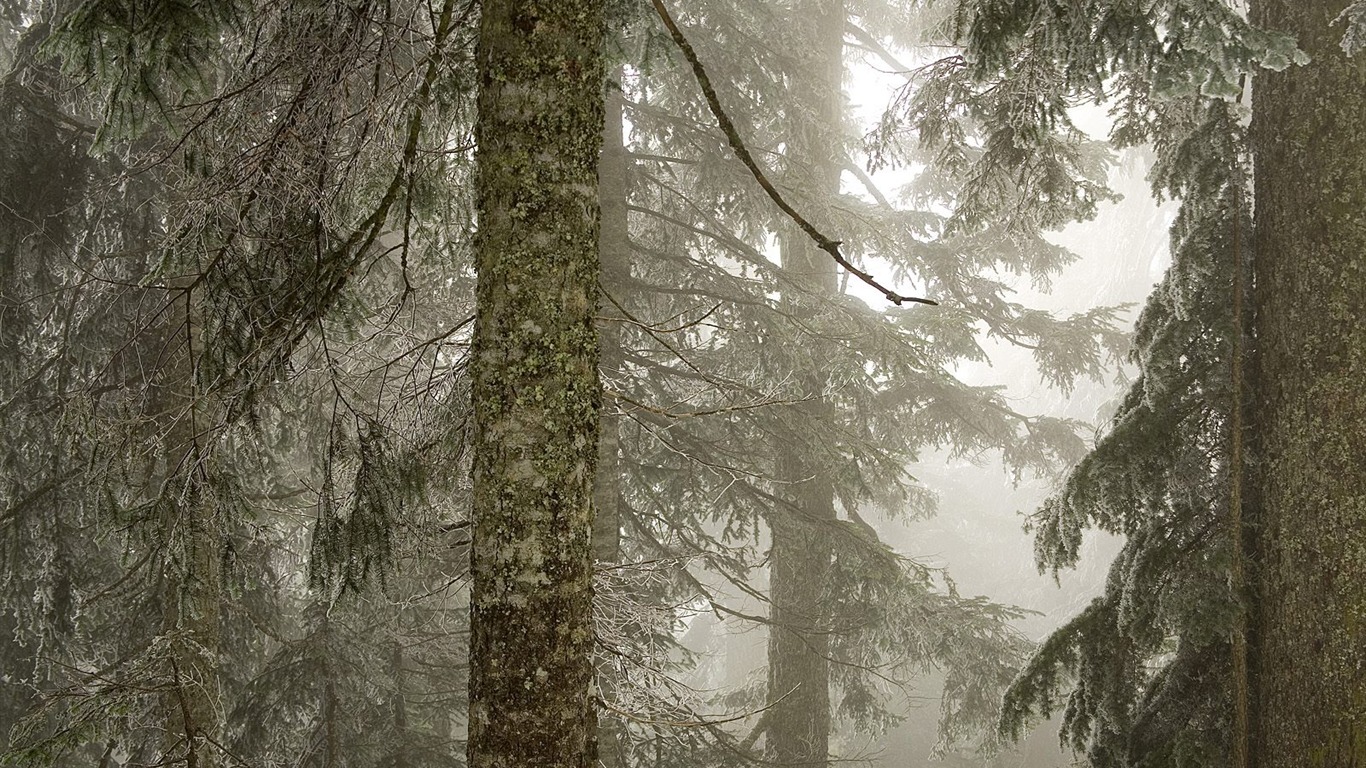 Planter des arbres fonds d'écran (3) #15 - 1366x768