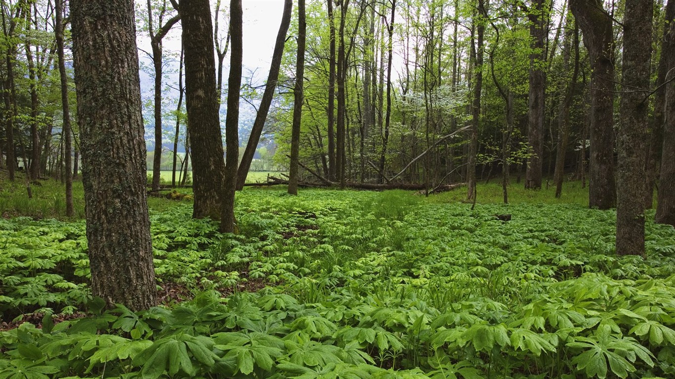 Planter des arbres fonds d'écran (3) #16 - 1366x768