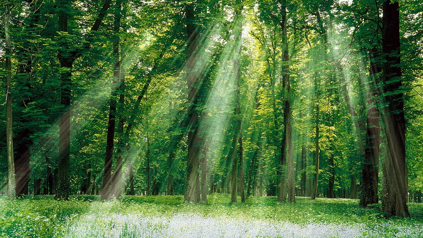 Planter des arbres fonds d'écran (3) #20 - 1366x768