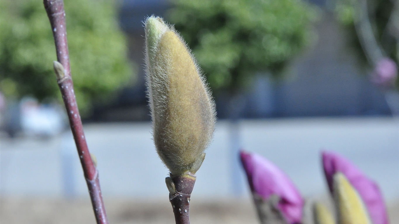 Flowers blooming (Old Hong OK works) #5 - 1366x768