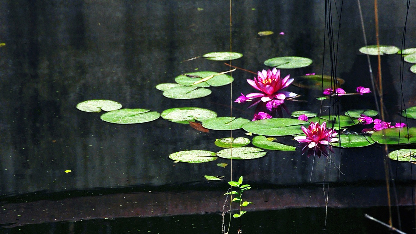 Flowers blooming (Old Hong OK works) #17 - 1366x768