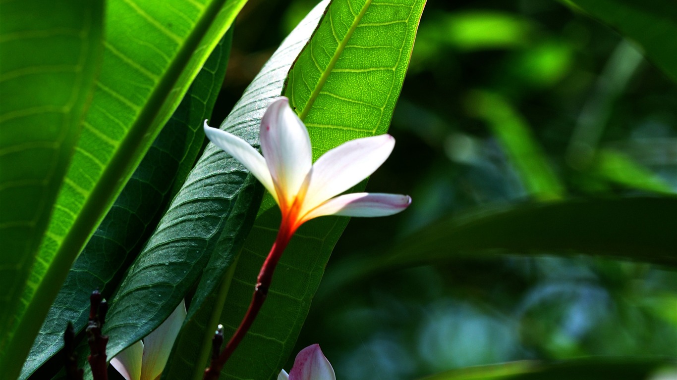 Flower close-up (Old Hong OK works) #1 - 1366x768