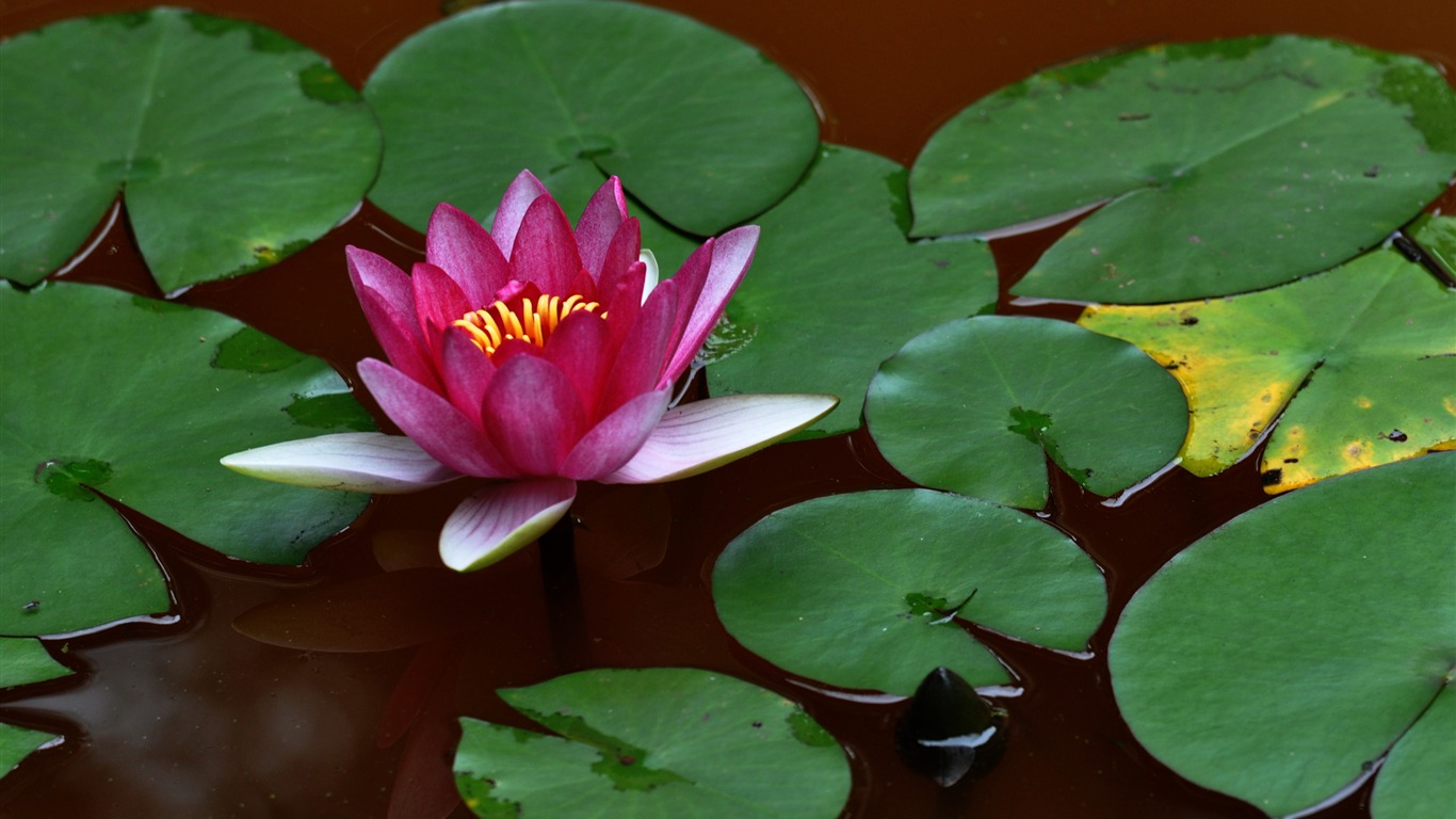 Flower close-up (Old Hong OK works) #2 - 1366x768