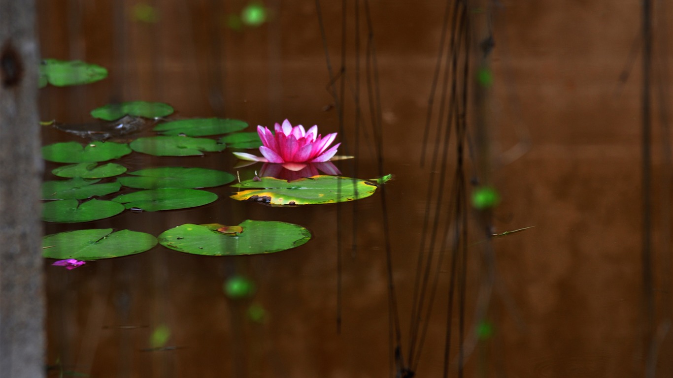 Flower close-up (Old Hong OK works) #3 - 1366x768