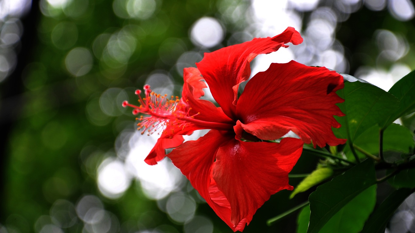 Flower close-up (Old Hong OK works) #6 - 1366x768