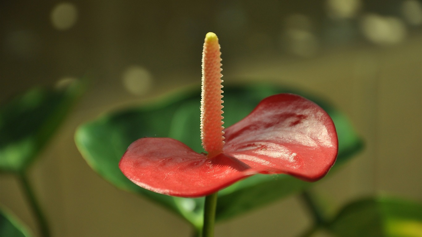 Flower close-up (Old Hong OK works) #8 - 1366x768