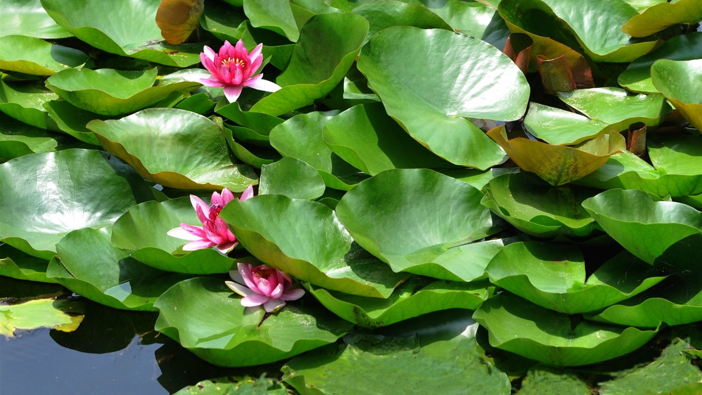 Flower close-up (Old œuvres Hong OK) #9 - 1366x768