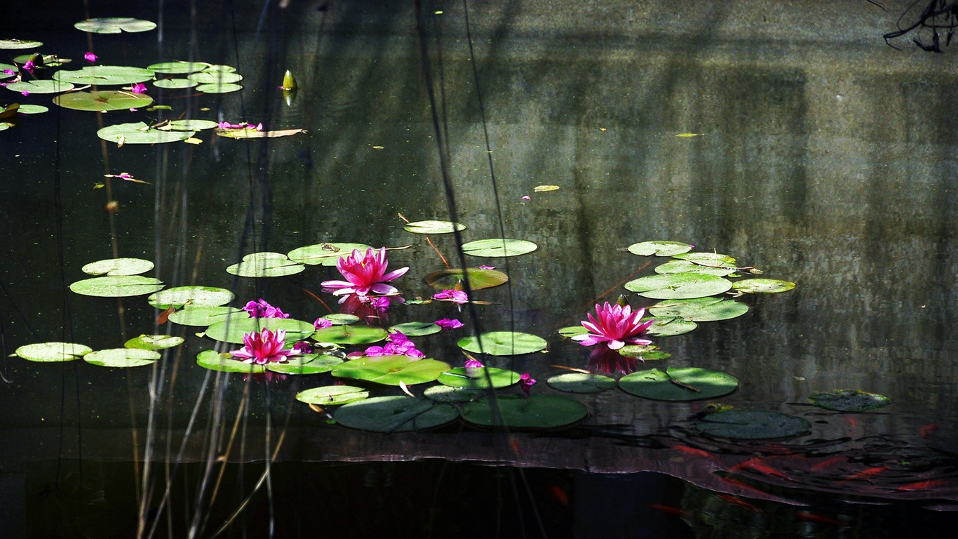 Flower close-up (Old Hong OK works) #10 - 1366x768