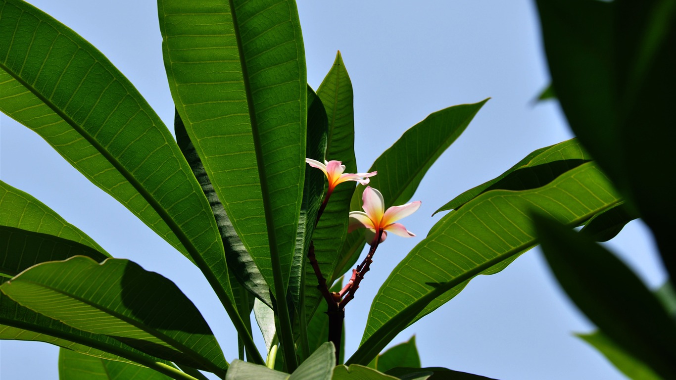 Flower close-up (Old Hong OK works) #13 - 1366x768