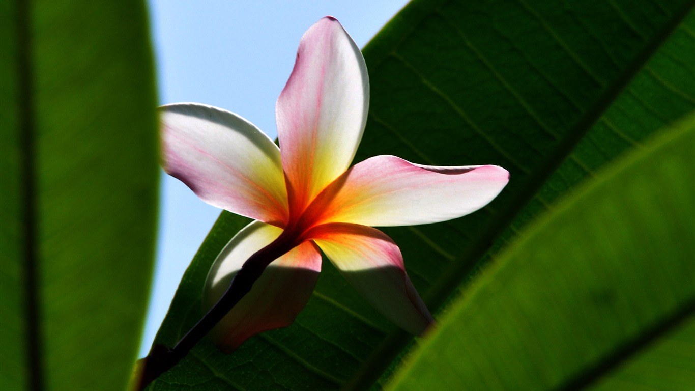 Flower close-up (Old Hong OK works) #14 - 1366x768