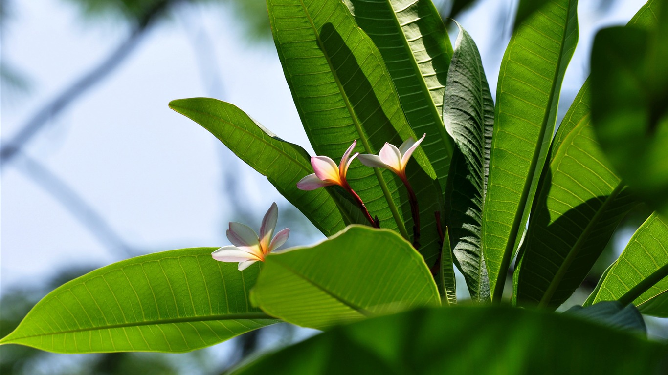 Flower close-up (Old Hong OK works) #15 - 1366x768