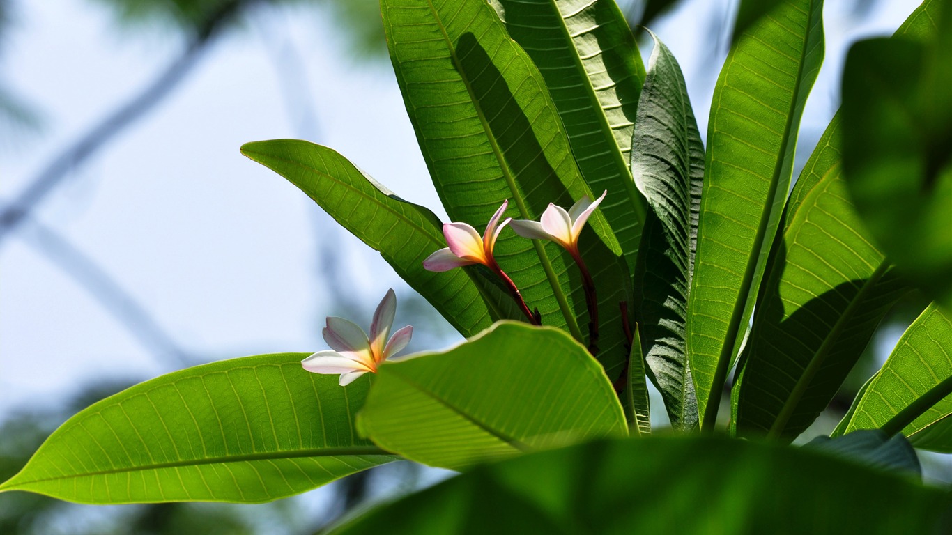 Flower close-up (Old œuvres Hong OK) #15 - 1366x768