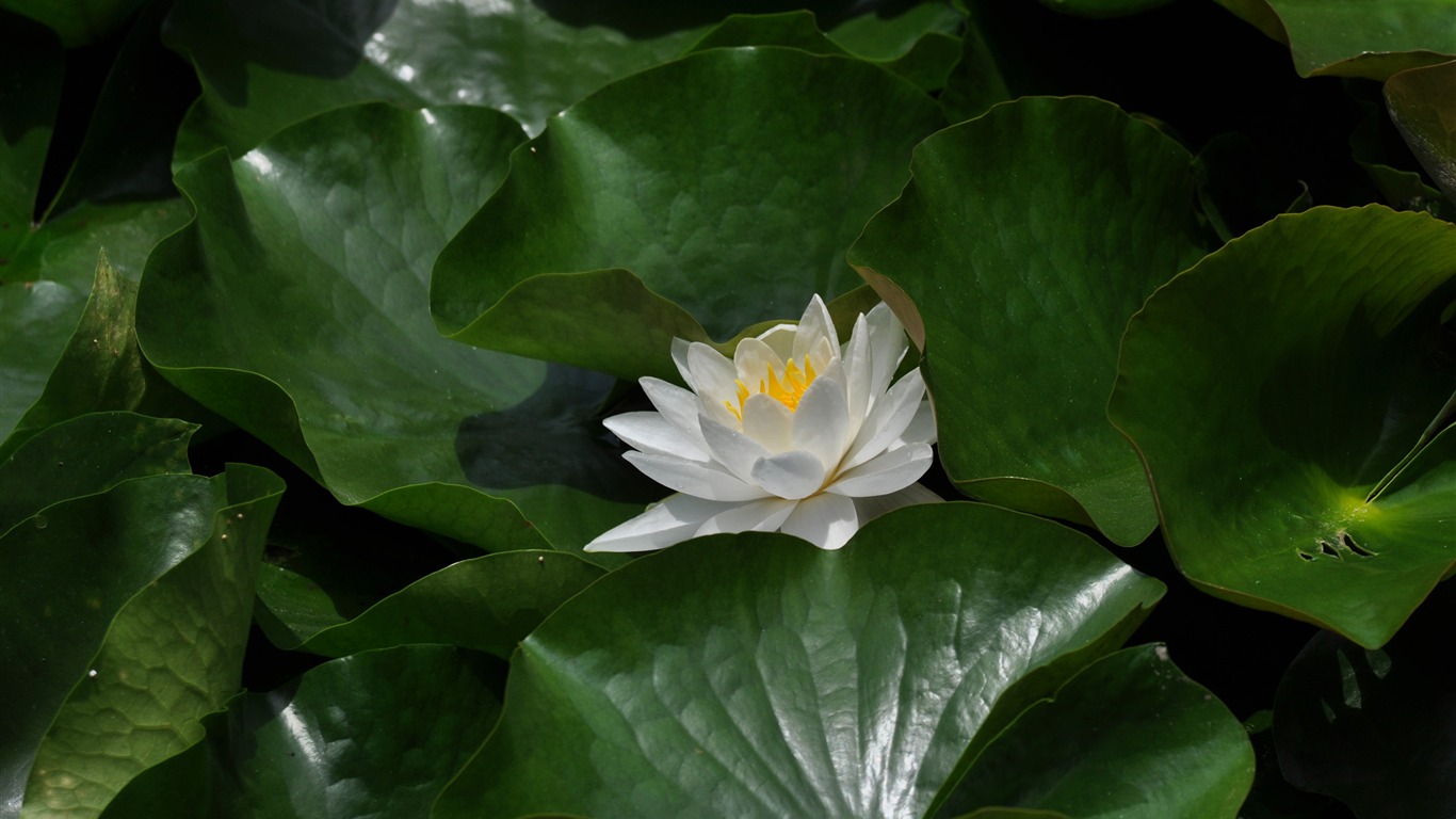 Flower close-up (Old Hong OK works) #16 - 1366x768