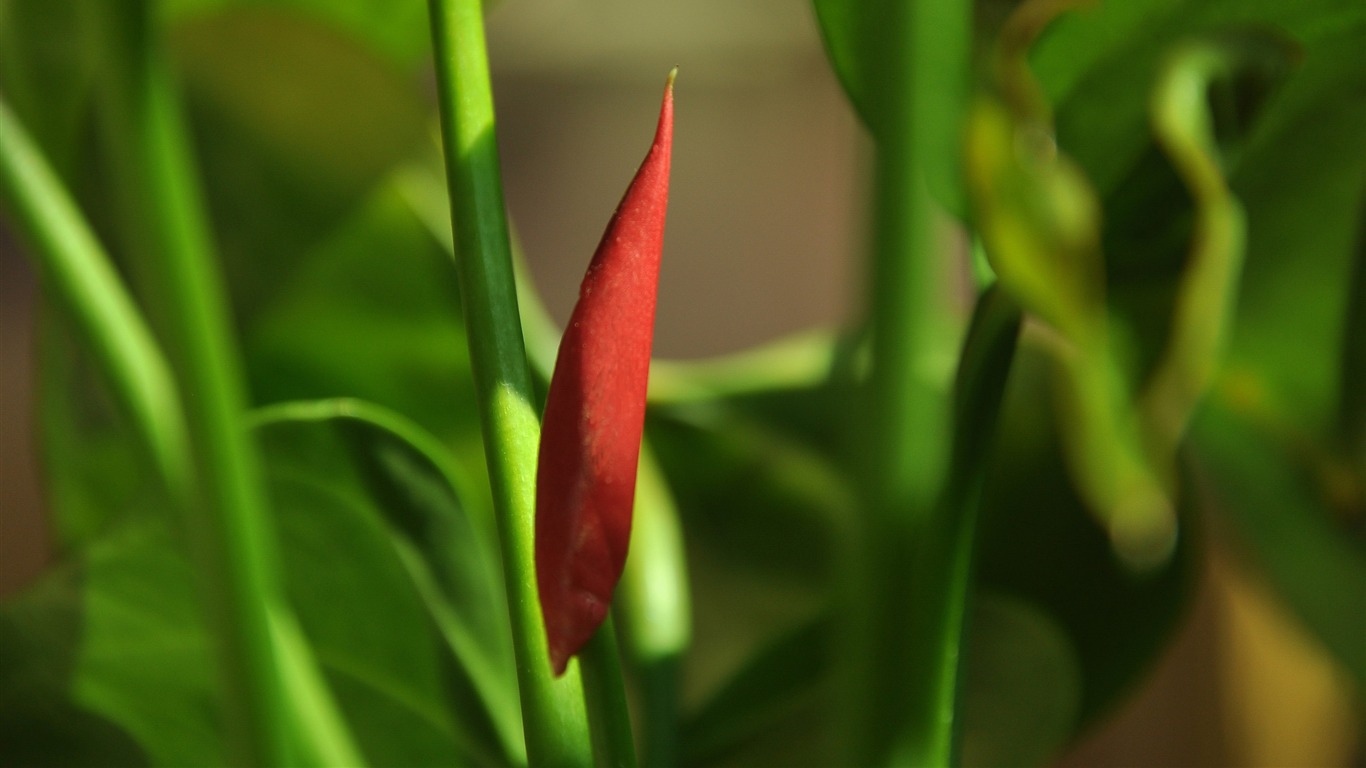 Flower close-up (Old Hong OK works) #19 - 1366x768