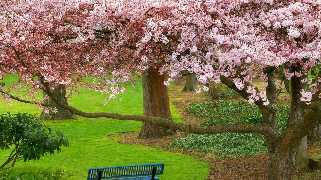 Zasadit stromy, tapety (4) #4 - 1366x768