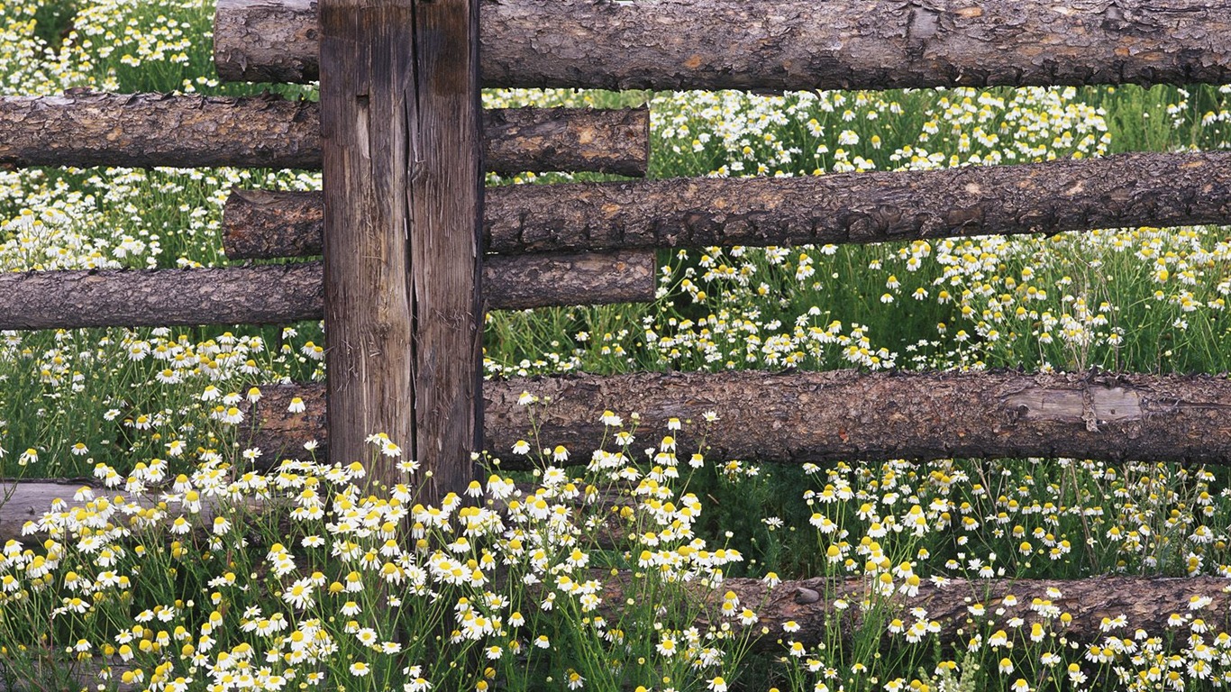 Zasadit stromy, tapety (4) #10 - 1366x768
