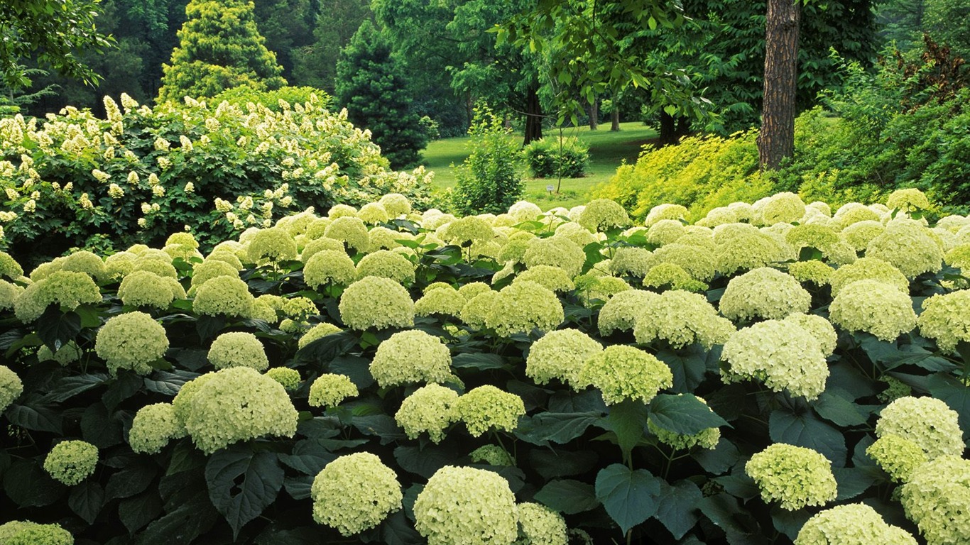 樹木植物 壁紙(四) #14 - 1366x768