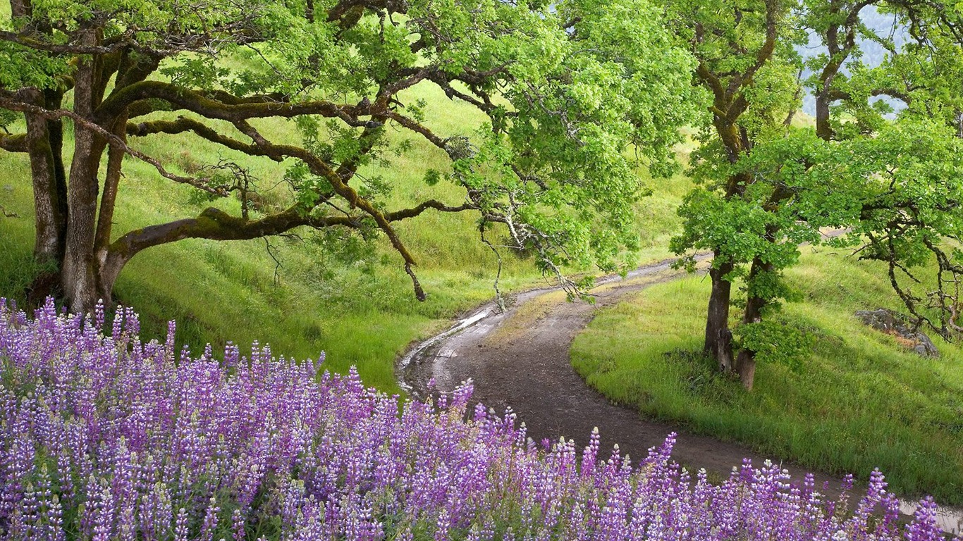 植物の木の壁紙 (4) #19 - 1366x768